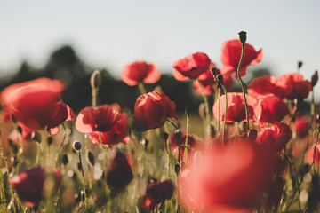 Background. Red, wild poppies in the field