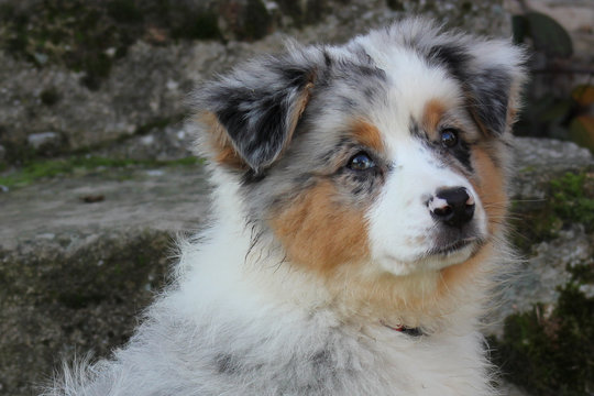 224 Best Bleu Merle Images Stock Photos Vectors Adobe Stock