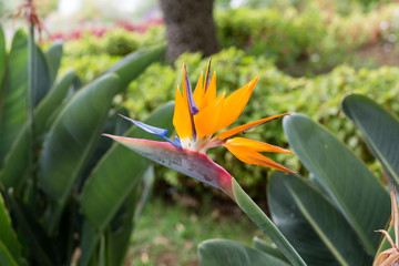 Obraz premium Tropical flower strelitzia or bird of paradise flower in Funchal on Madeira Island, Portugal.