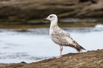 sandpiper