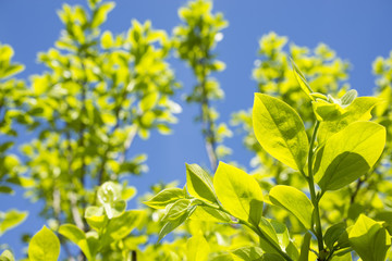 青空の下の柿の緑の葉
