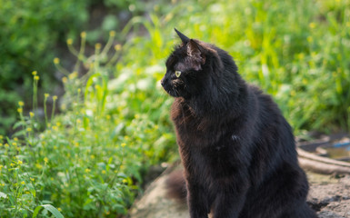 Stray black cat. Selective focus with depth of field.