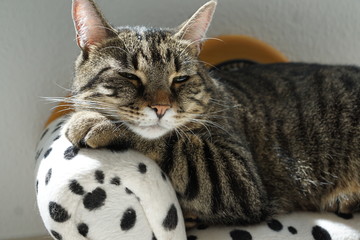 Müde Tiger katze auf einem Dalmatiner Sofa