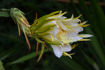 Close up Dragon fruit flower on blooming