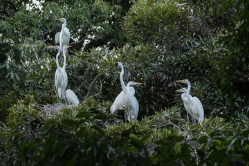 ダイサギの営巣地
