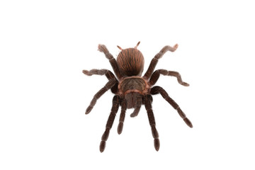 Brachypelma vagans spider Isolated