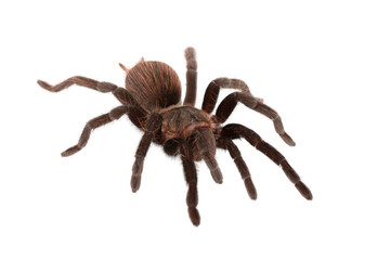 Brachypelma vagans spider Isolated
