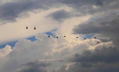 Flying birds. Flock of cormorants against the sky with storm clouds.