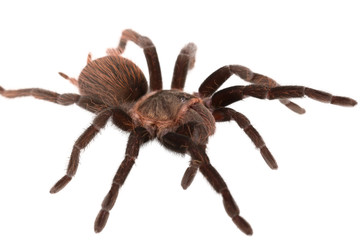Brachypelma vagans spider Isolated