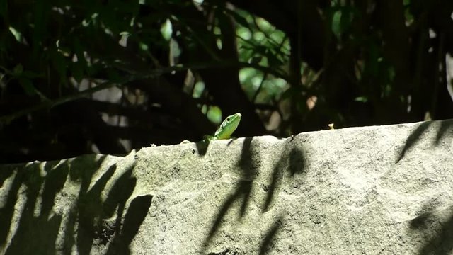 Small green lizard (Lacerta agilis) sitting on big stone against dark blurred foliage. Wild animal is basking in the sun and looking around. Summer day, closeup view. Real nature.