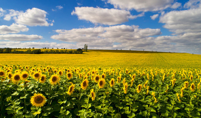 Sonnenblumenfeld aus der Luftperspektive - Drohnenaufnahme