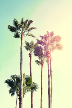 Summer Vacation Concept. Beautiful Palms on Blue Sky Background. Toning. Selective focus.