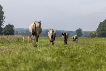 Wildpferde Dülmen