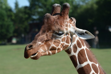 girafe