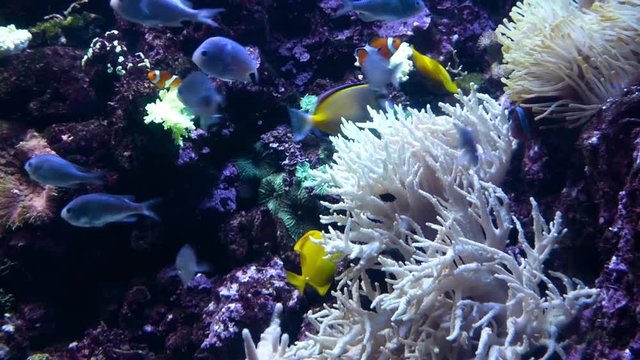 Bright tropical fishes swims in pure water among corals. Clownfish, tang fish and many over moving in different directions.