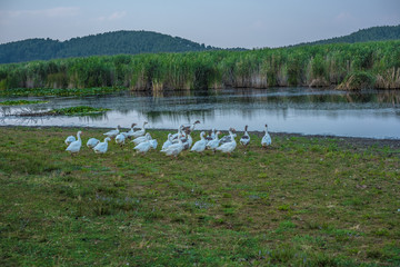 gooses lake