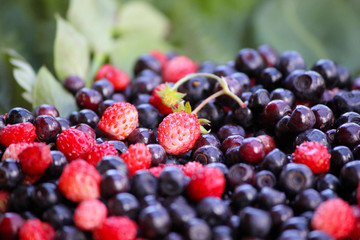 Forest berries lying on green leaves, close up.