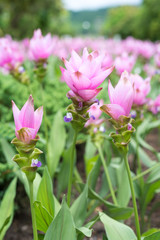 Siam Tulip blooming in the garden