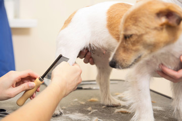 Hairdresser mows fur on the paws of Jack Russell Terrier