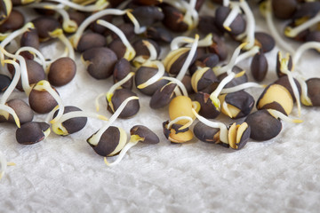 Black beluga lentil sprouts on white napkin