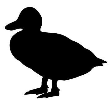 Black duck silhouette. Bird contour isolated on white background.