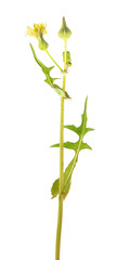 Common sowthistle (Sonchus oleraceus) isolated on white background. Medicinal and edible plant