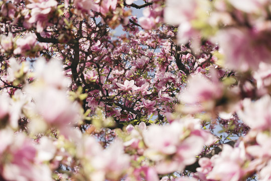 Magnolie bei Sonnenschein