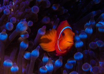 Great Barrier Reef - clownfish