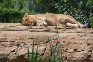 Naklejka na ściany i meble Lioness resting on a big stone in safari park, Italy
