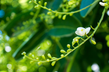 Sophora japonica tree. tree leaves. Acacia. Sophora japonica flowers. Blurred Background of green...