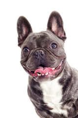 Portrait of a French bulldog dog looking