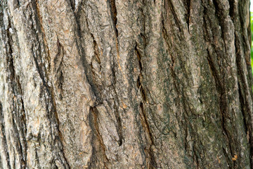Sophora japonica tree. Bark of tree. Tree trunk. Acacia. Natural Background.