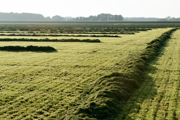 The smell of freshly cut grass, mowing of a Dutch meadow