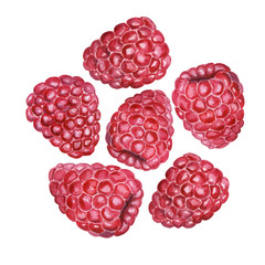 Berry raspberries isolated on white background. Watercolor. Template. Picture.