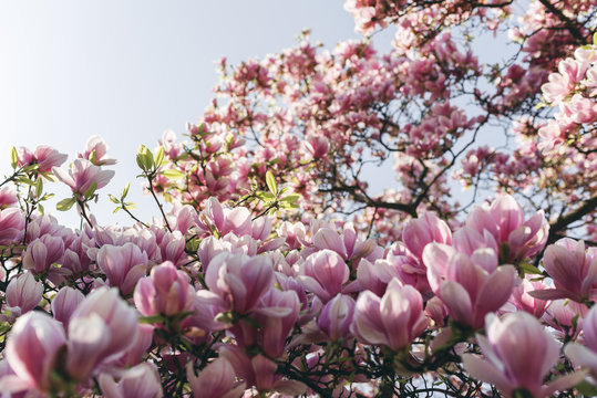 Magnolie bei Sonnenschein