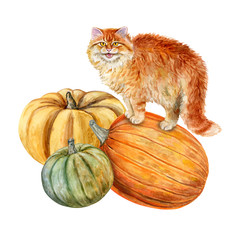 Red cat with pumpkins isolated on white background. Watercolor. Template. Picture.