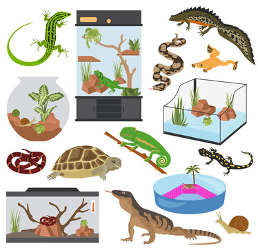 Pet appliance icon set flat style isolated on white. Reptiles and amphibians care collection. Create own infographic