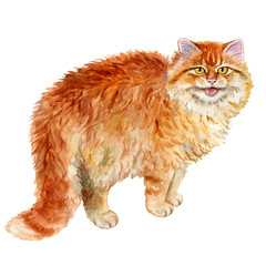 Red cat isolated on white background. Watercolor. Template. Picture.