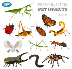 Pet insects breeds icon set flat style isolated on white. House keeping bugs, beetles, sticks, spiders and other collection. Create own infographic about pets