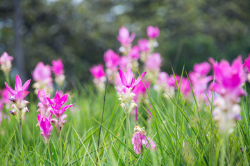 beautiful of pink flower field of Siam tulip with flare of sun at Sai Thong National Park, Chaiyaphum Province, Thailand.
