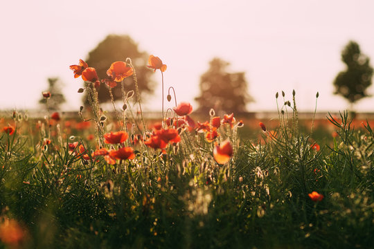 Mohnfeld im Sonnenuntergang