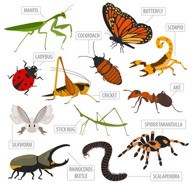 Pet insects breeds icon set flat style isolated on white. House keeping bugs, beetles, sticks, spiders and other collection. Create own infographic about pets