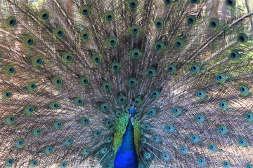 Beautiful paon plumes