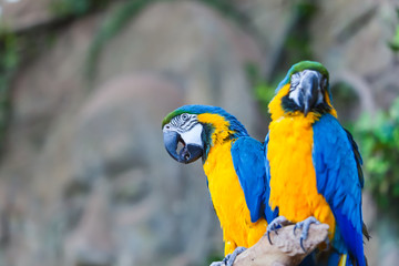 Parrots Ara