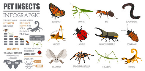 Pet insects breeds icon set flat style isolated on white. House keeping bugs, beetles, sticks, spiders and other collection. Create own infographic about pets © a7880ss