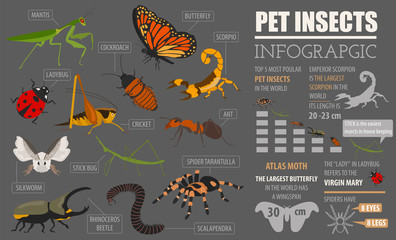 Pet insects breeds icon set flat style isolated on white. House keeping bugs, beetles, sticks, spiders and other collection. Create own infographic about pets