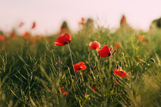 Mohnfeld im Sonnenuntergang