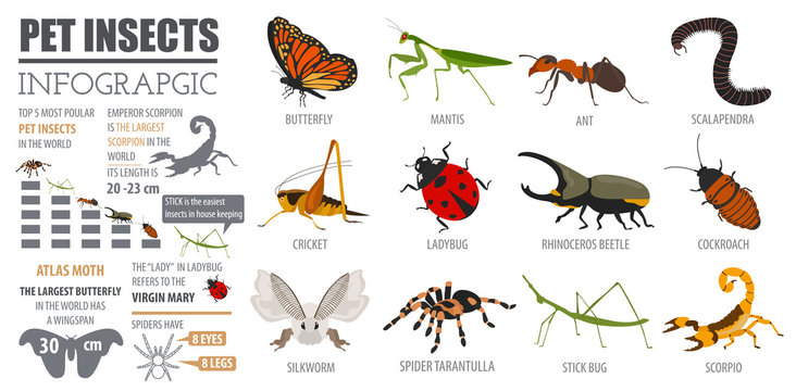 Pet insects breeds icon set flat style isolated on white. House keeping bugs, beetles, sticks, spiders and other collection. Create own infographic about pets