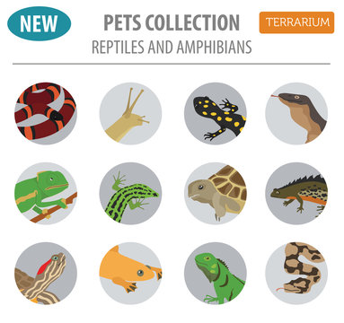 Pet reptiles and amphibians icon set flat style isolated on white. House keeping this animals collection. Create own infographic about pets