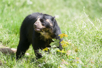 Fototapeta premium Ours à lunettes - Tremarctos ornatus - en gros plan